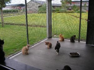 chats lpa calais